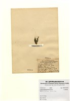 藏品(巨大鞘絲藻)的圖片